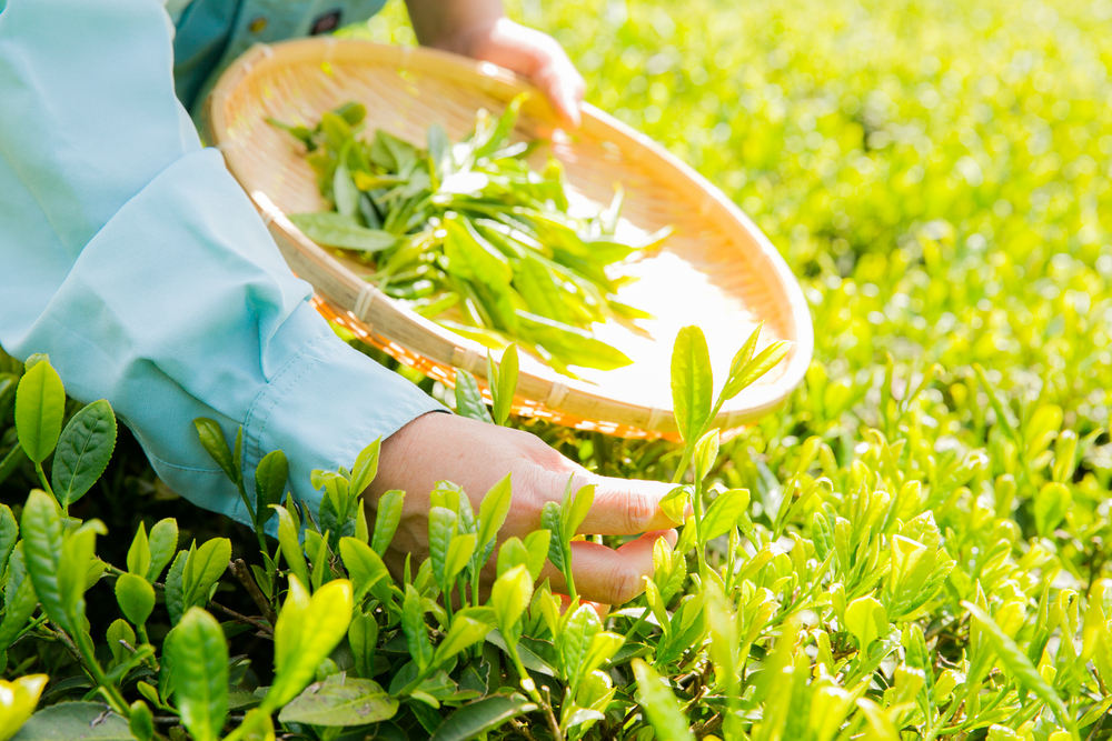 ＜1DAYツアー＞天空の茶園と和菓子づくり体験